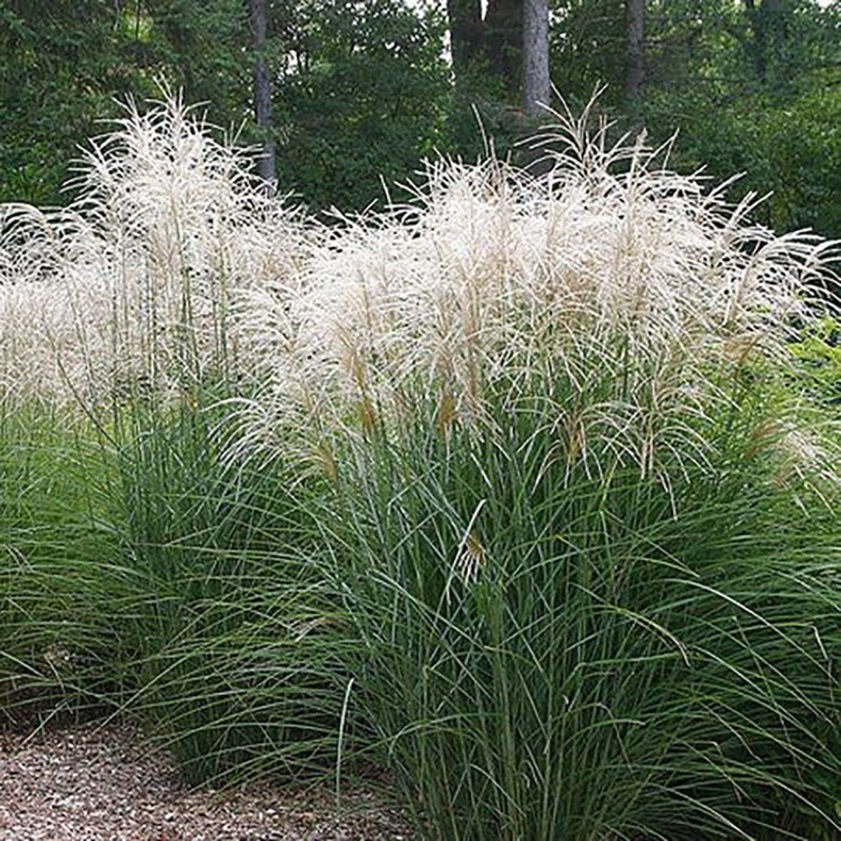 Graziella Maiden Grass - LandscapeDirect