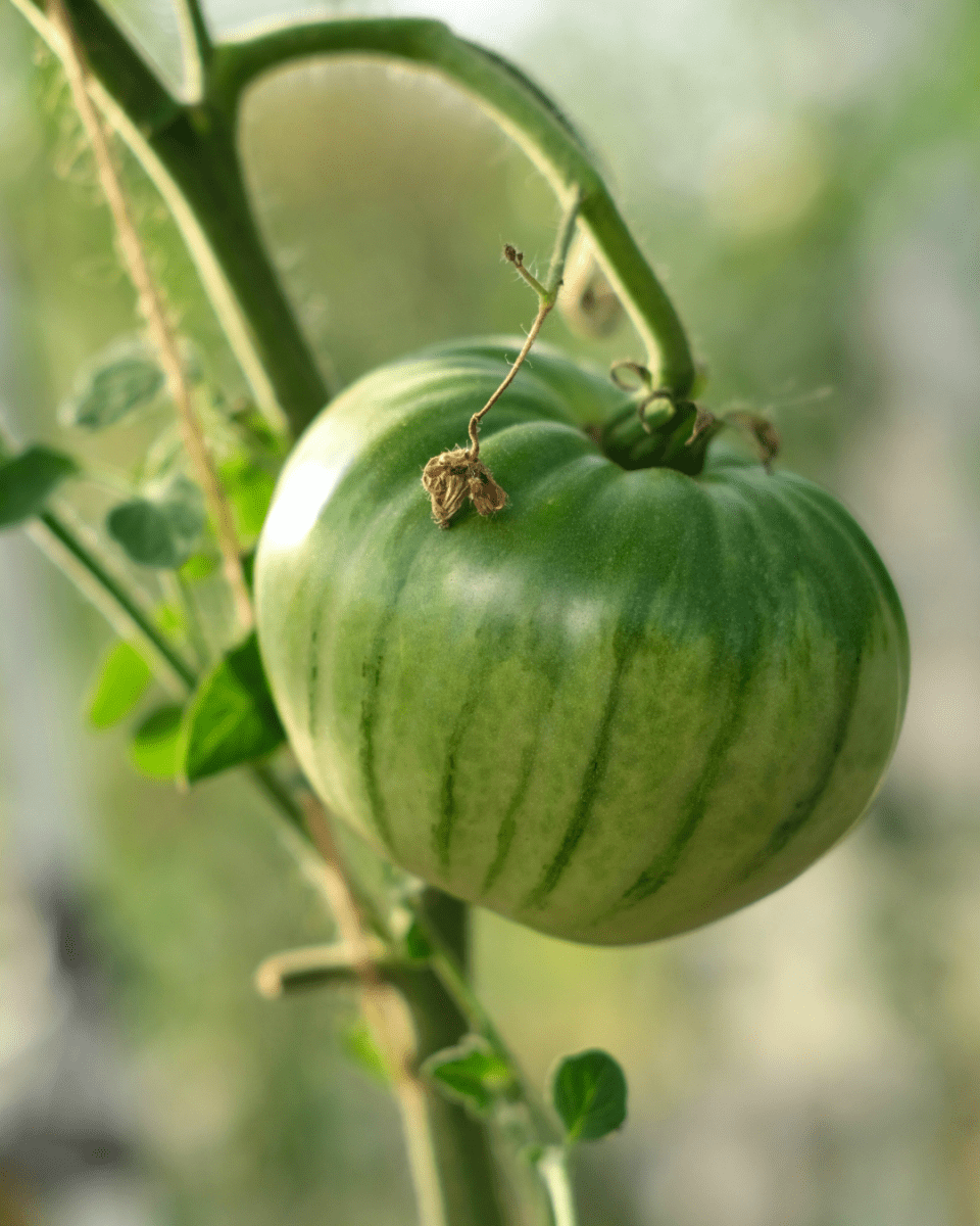 Green Zebra Tomato - LandscapeDirect