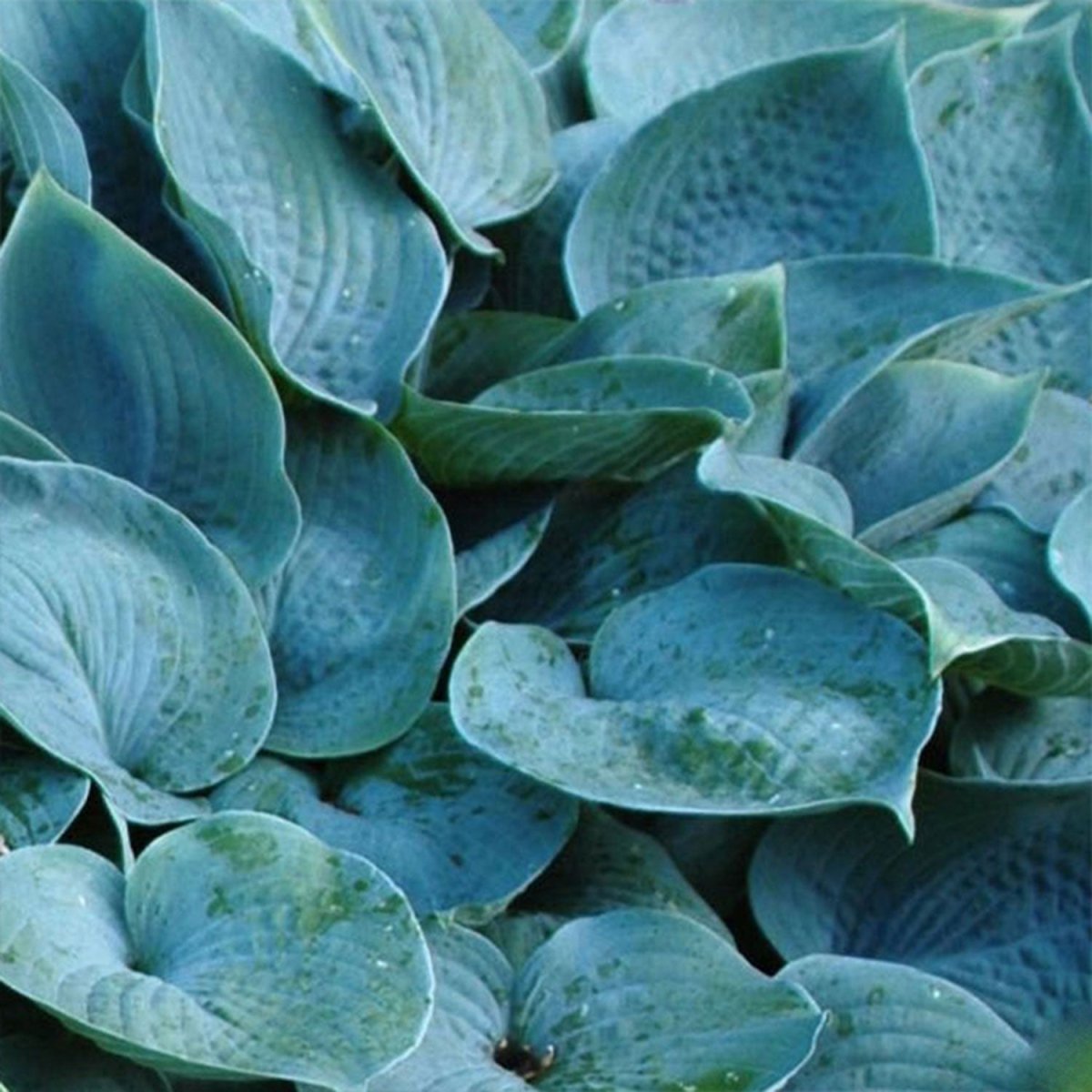 Hadspen Blue Hosta - LandscapeDirect