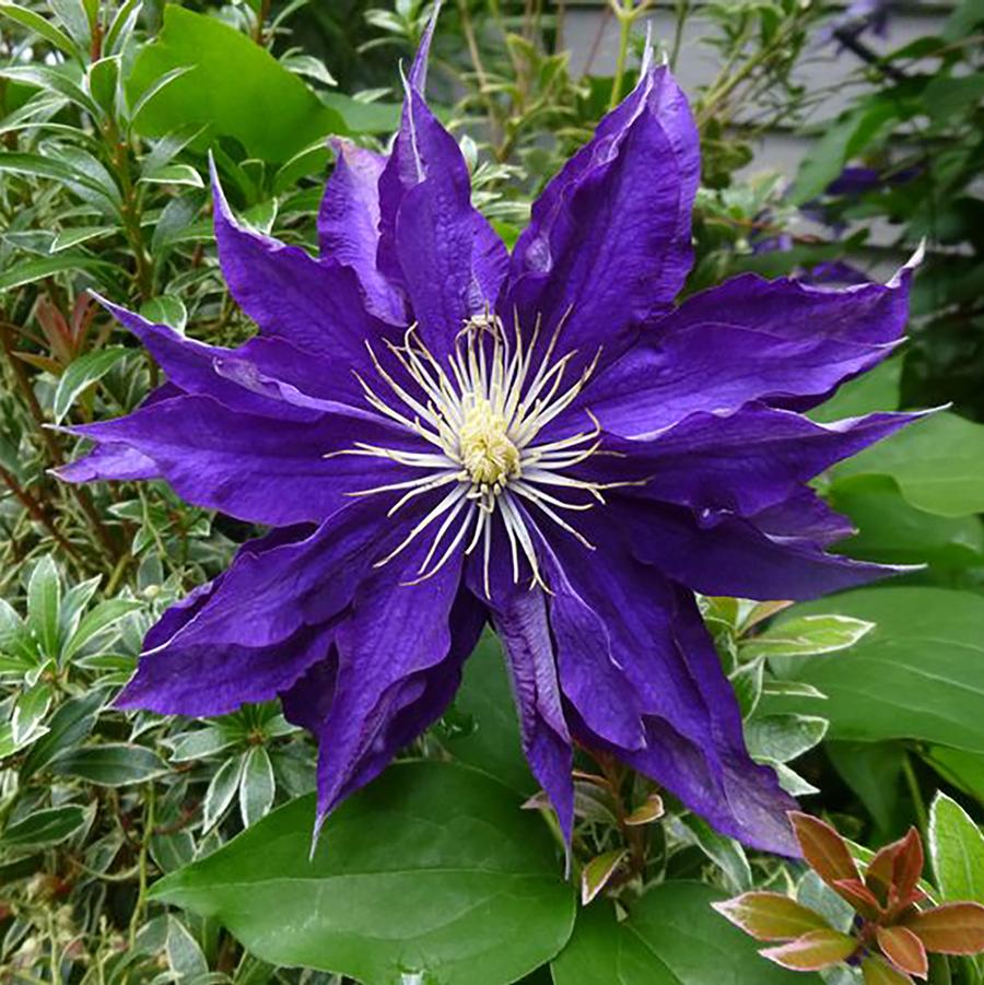 Haku Ookan Clematis - LandscapeDirect
