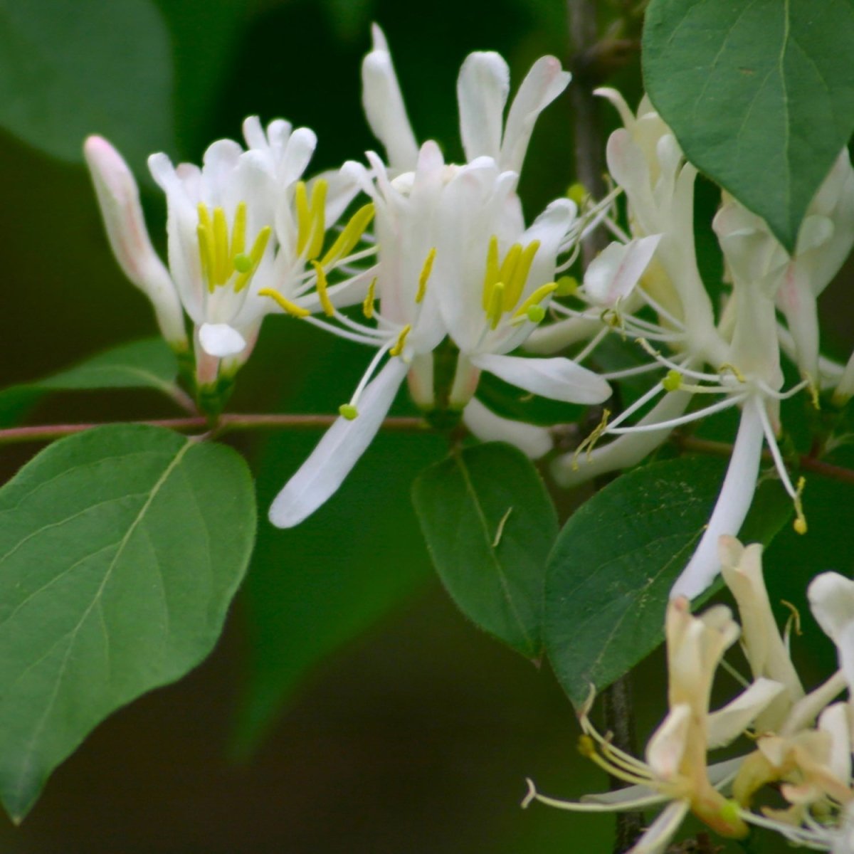 Hall's Japanese Honeysuckle - LandscapeDirect
