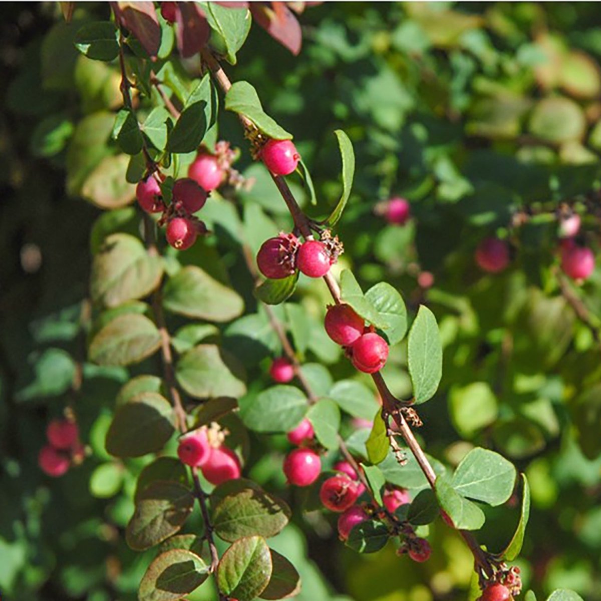 Hancock Coralberry - LandscapeDirect