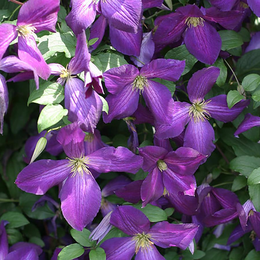 Happy Jack Clematis - LandscapeDirect