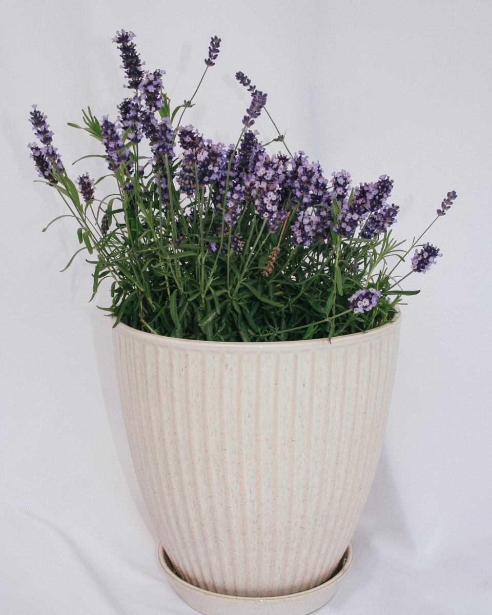 Hidcote Blue English Lavender - LandscapeDirect