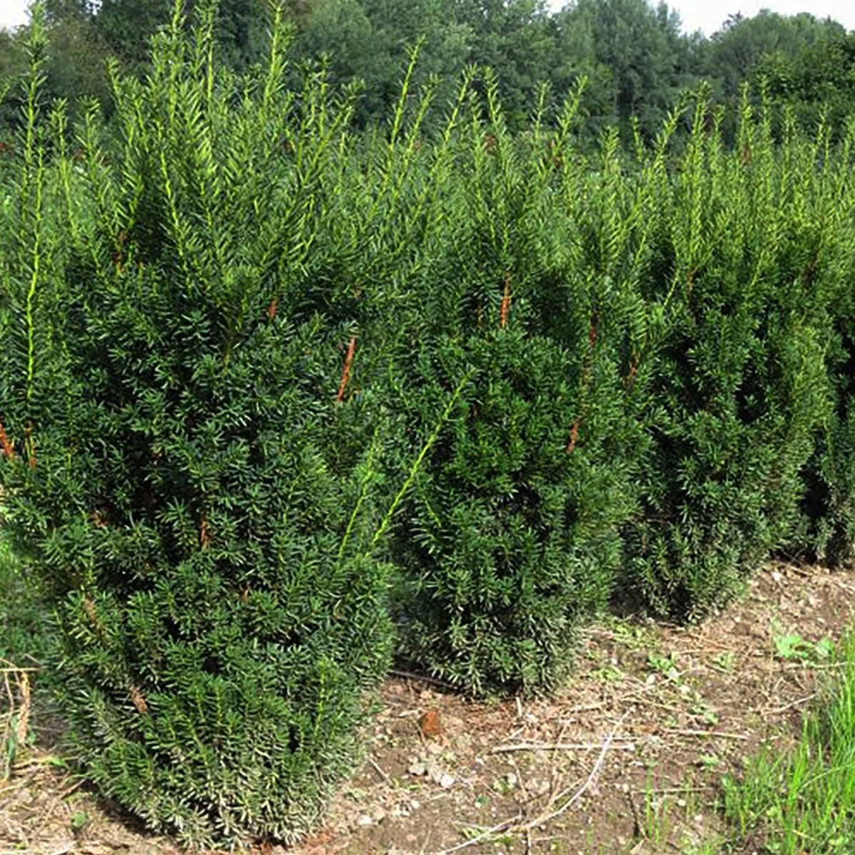 Hill's Hybrid Yew - LandscapeDirect