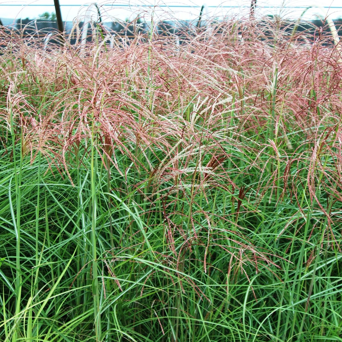 Huron Sunrise Maiden Grass - LandscapeDirect