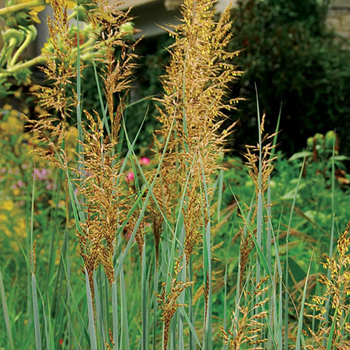 Indian Grass - LandscapeDirect