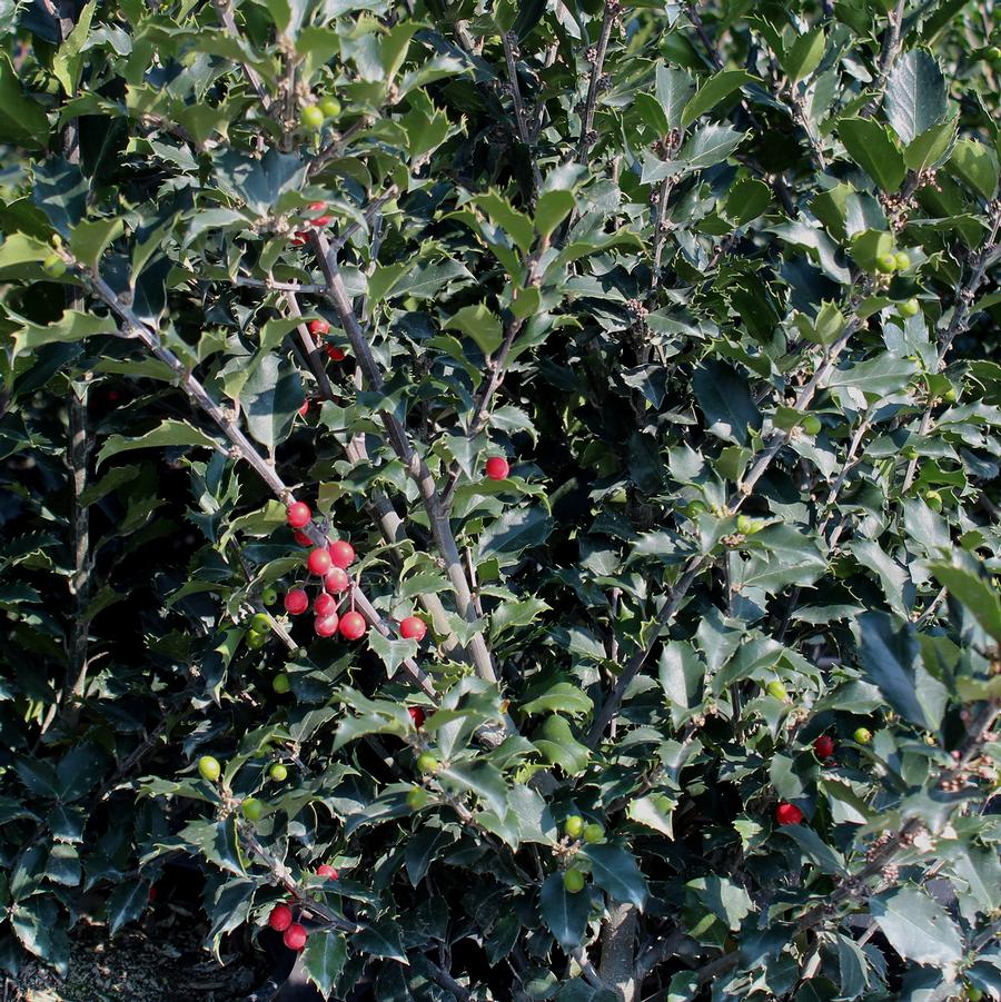 Jack & Jill Blue Holly - LandscapeDirect