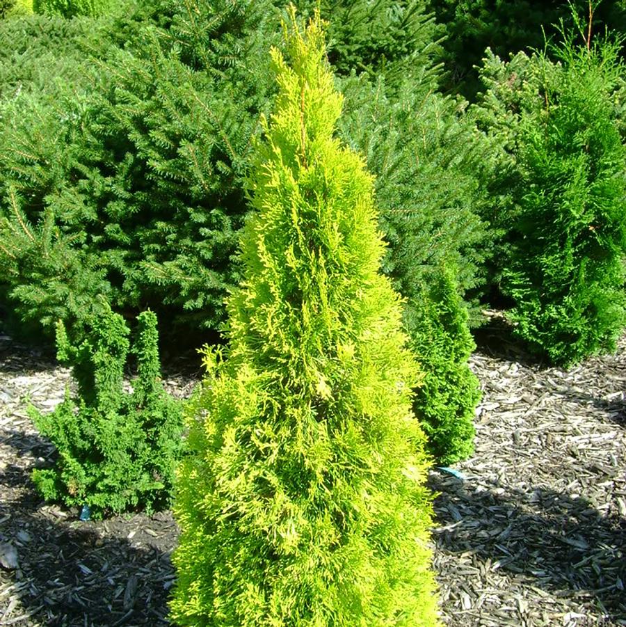 Jantar Arborvitae - LandscapeDirect