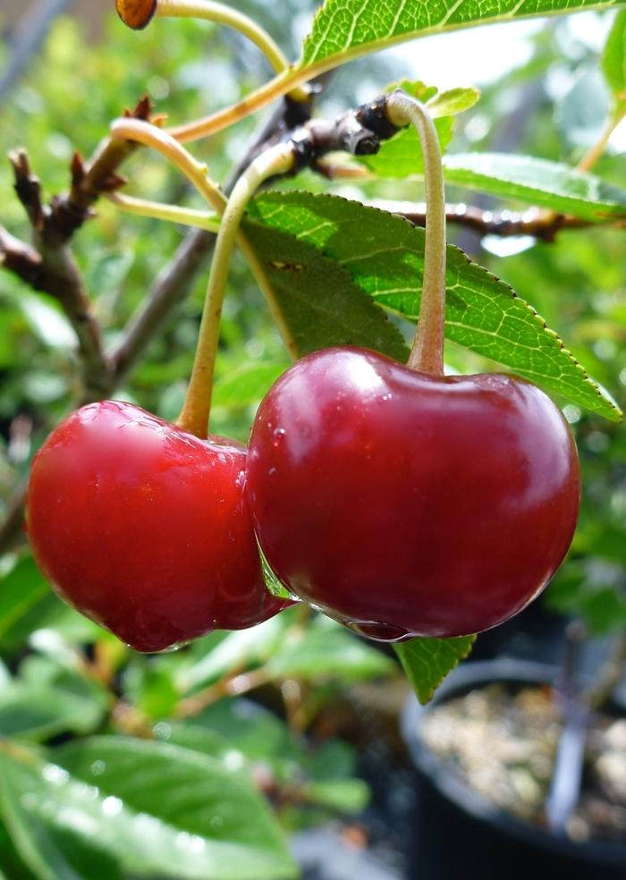 Juliet Dwarf Cherry - LandscapeDirect