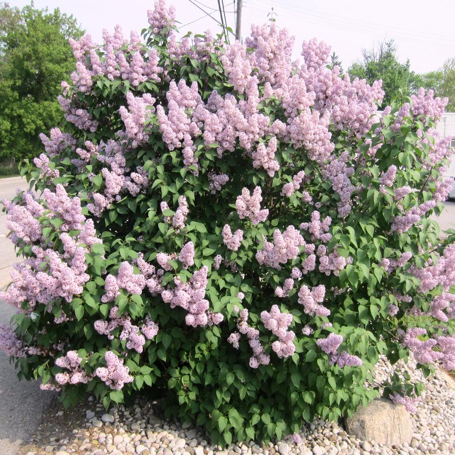 Katharine Havemeyer Lilac - LandscapeDirect