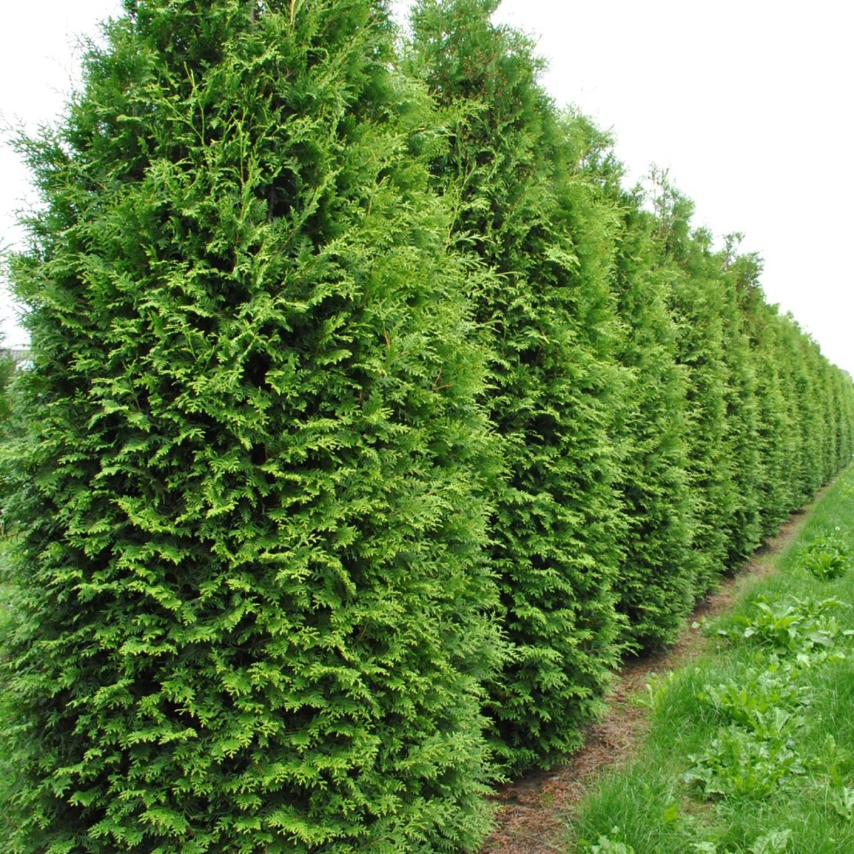 King of Brabant Arborvitae – LandscapeDirect