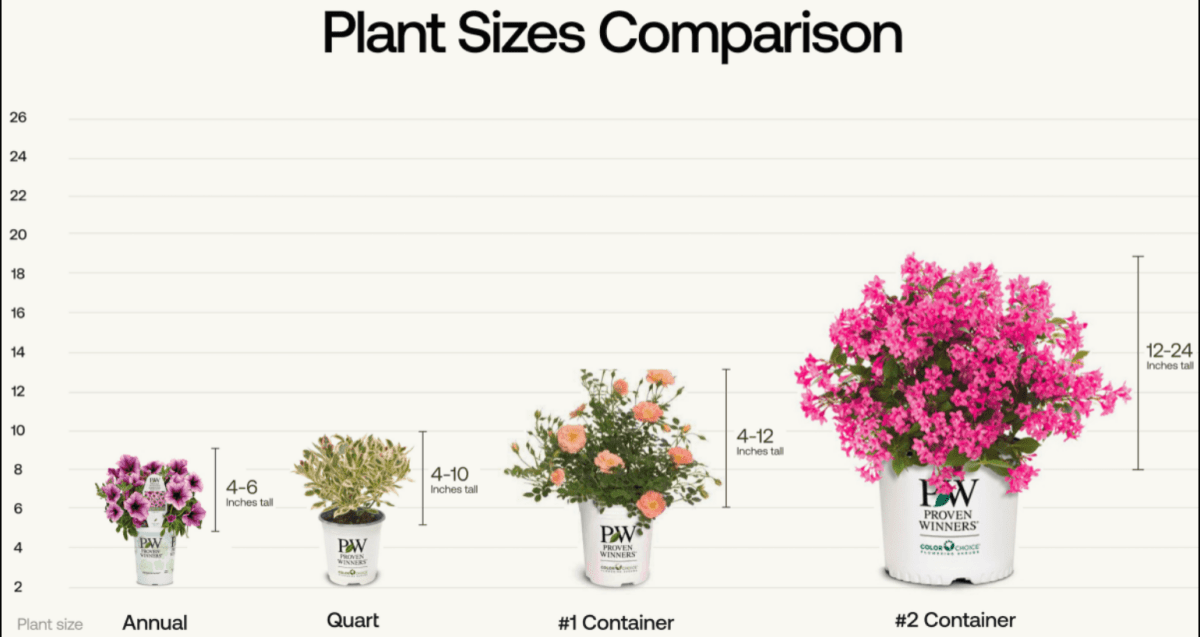 King of Brabant Arborvitae - LandscapeDirect