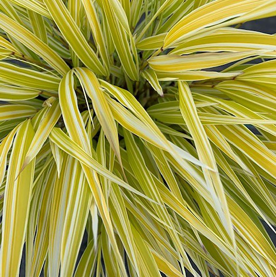 Lemon Zest Japanese Forest Grass - LandscapeDirect