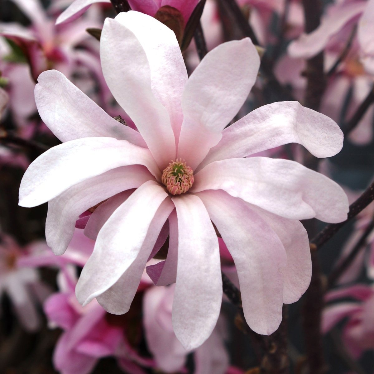 Leonard Messel Magnolia - LandscapeDirect