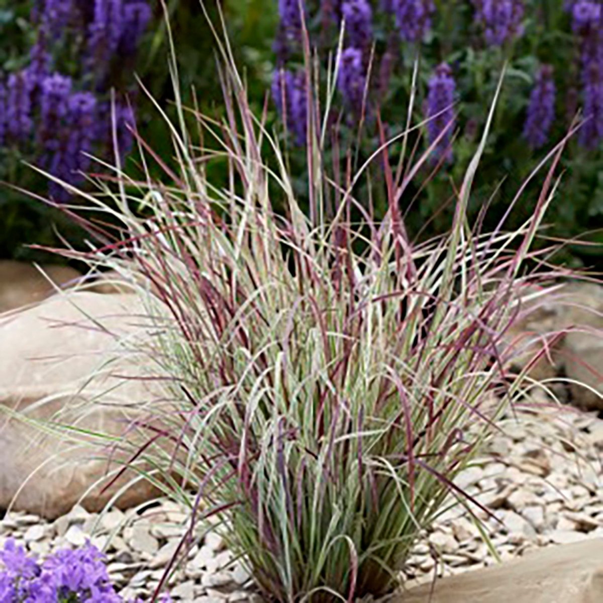 Little Bluestem - LandscapeDirect