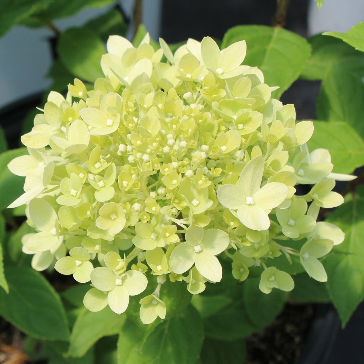Little Lime Hydrangea - LandscapeDirect