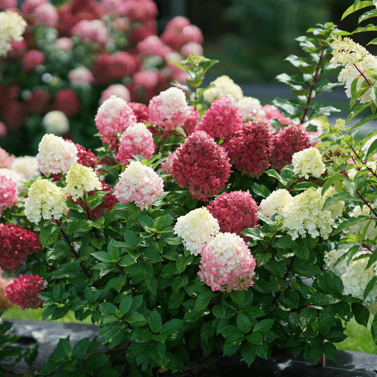 Little Lime Punch Panicle Hydrangea - LandscapeDirect