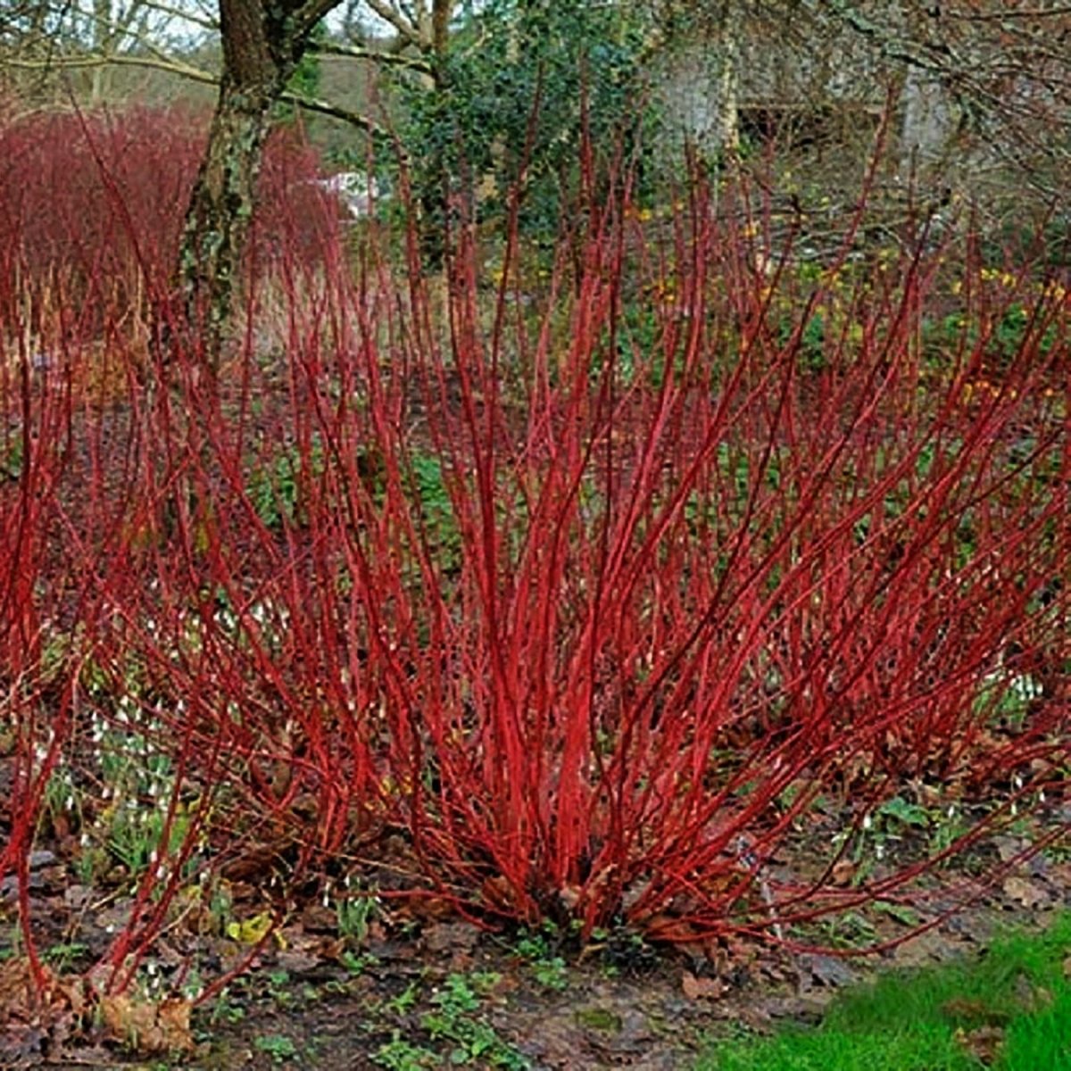 Little Rebel Dogwood - LandscapeDirect