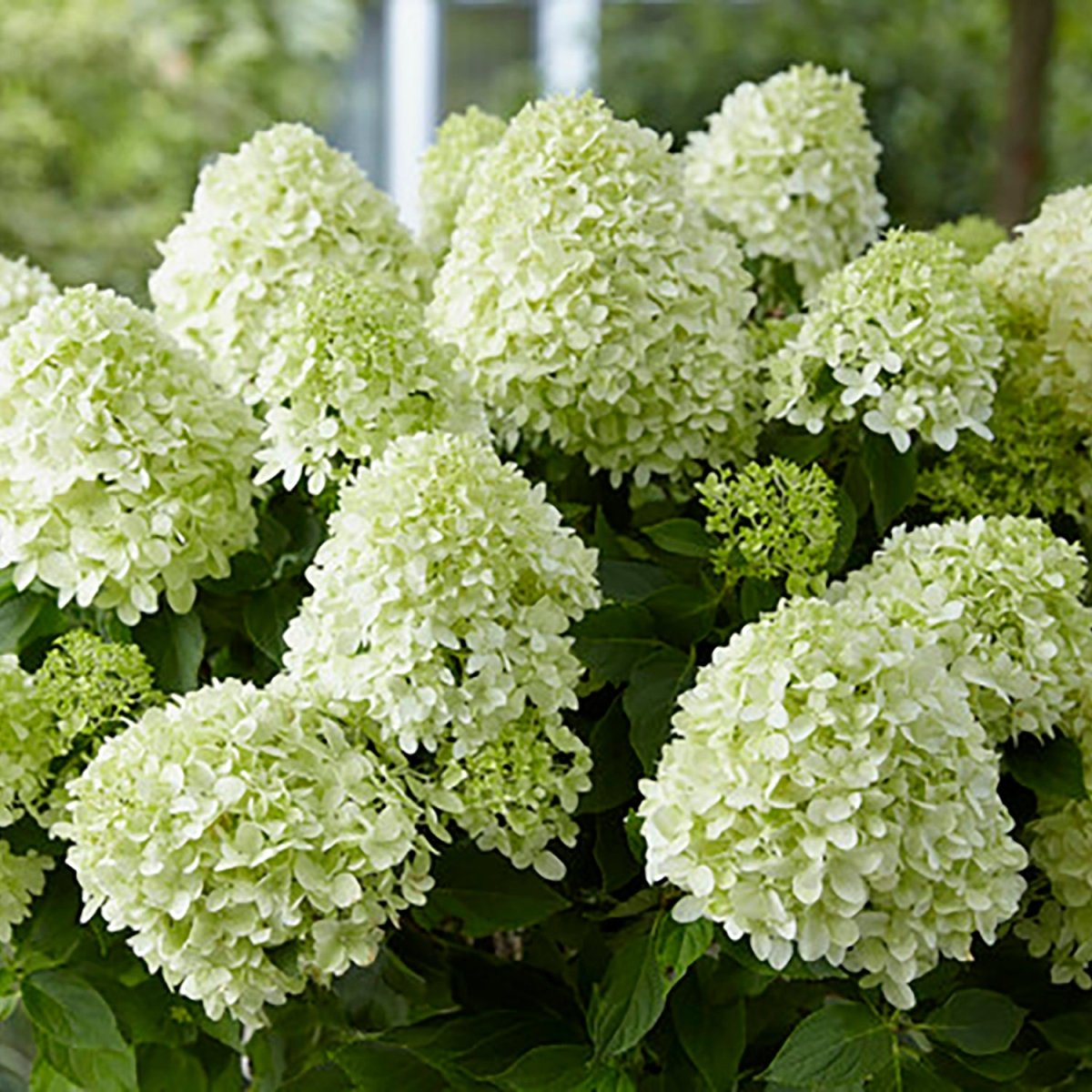 Little Spooky Panicle Hydrangea - LandscapeDirect