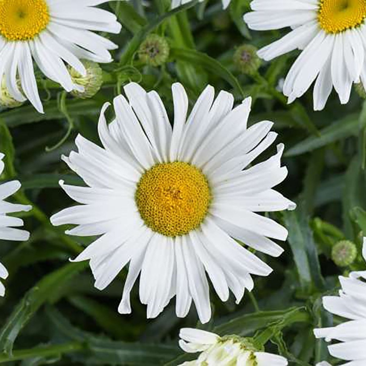 Lucille Grace Shasta Daisy - LandscapeDirect