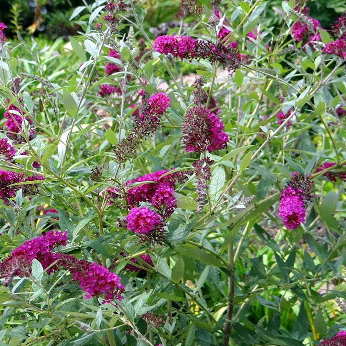 Magenta Improved Butterfly Bush - LandscapeDirect