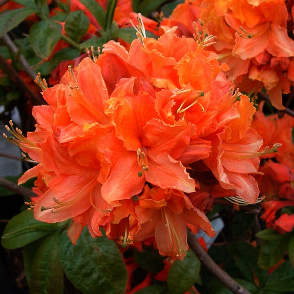 Mandarin Lights Azalea - LandscapeDirect