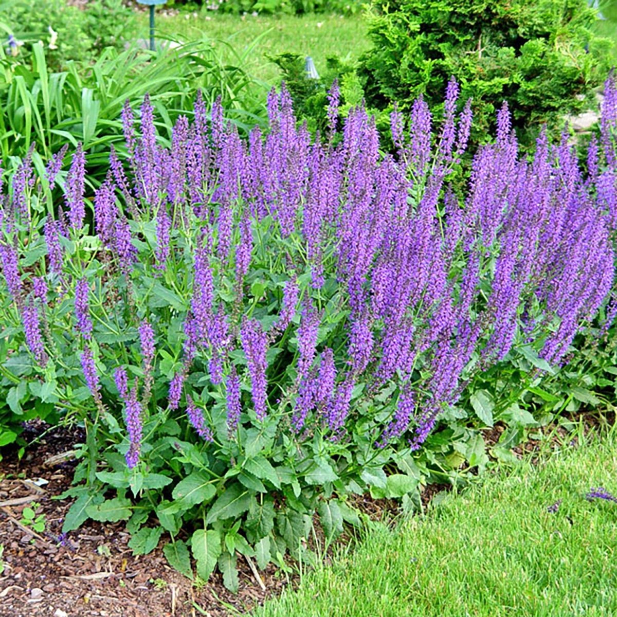 Marcus Woodland Sage - LandscapeDirect
