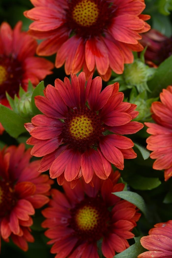 Mesa Red Blanket Flower - LandscapeDirect