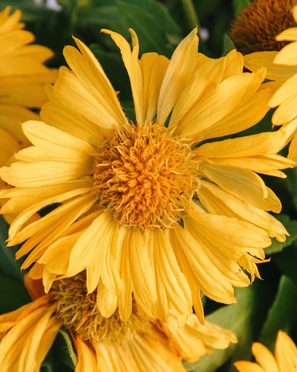 Mesa Yellow Blanket Flower - LandscapeDirect