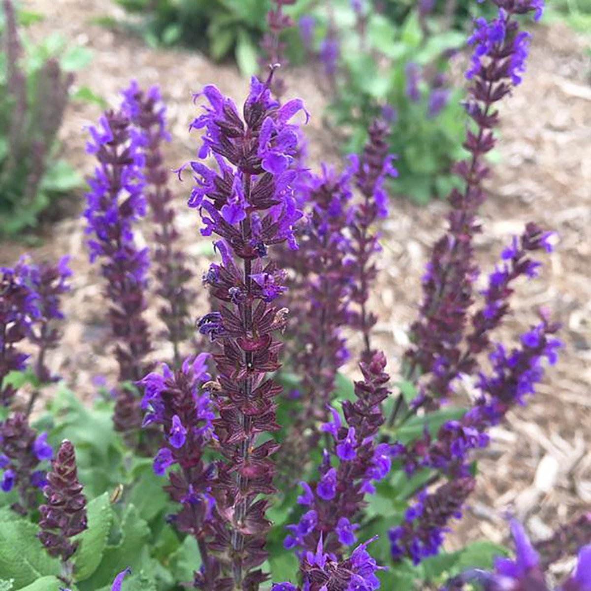 Midnight Purple Woodland Sage - LandscapeDirect