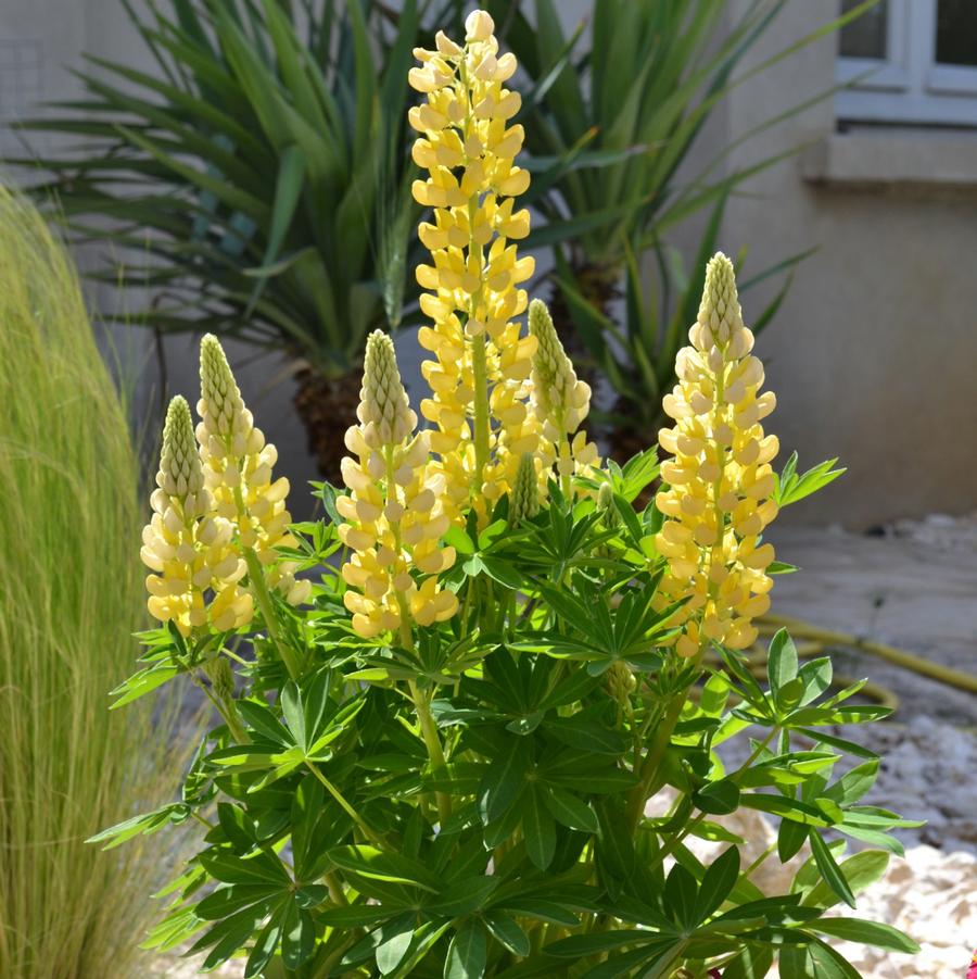 Mini Gallery Yellow Lupine - LandscapeDirect