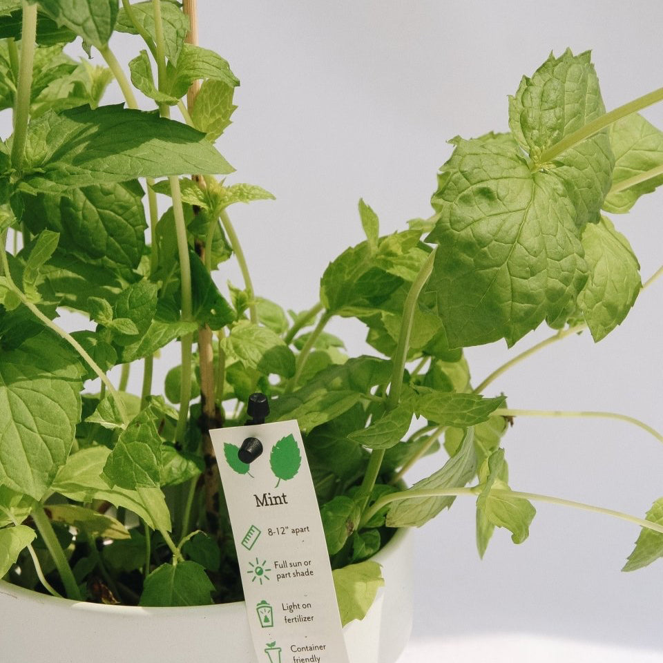 Mint - LandscapeDirect