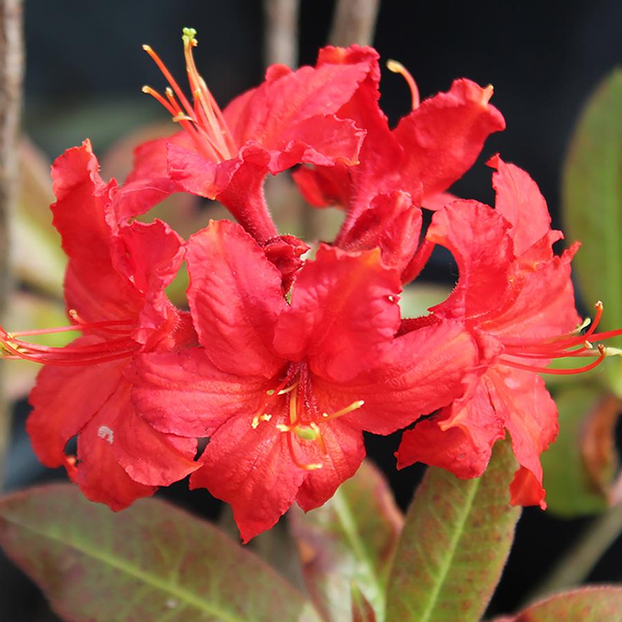 Molalla Red Azalea - LandscapeDirect
