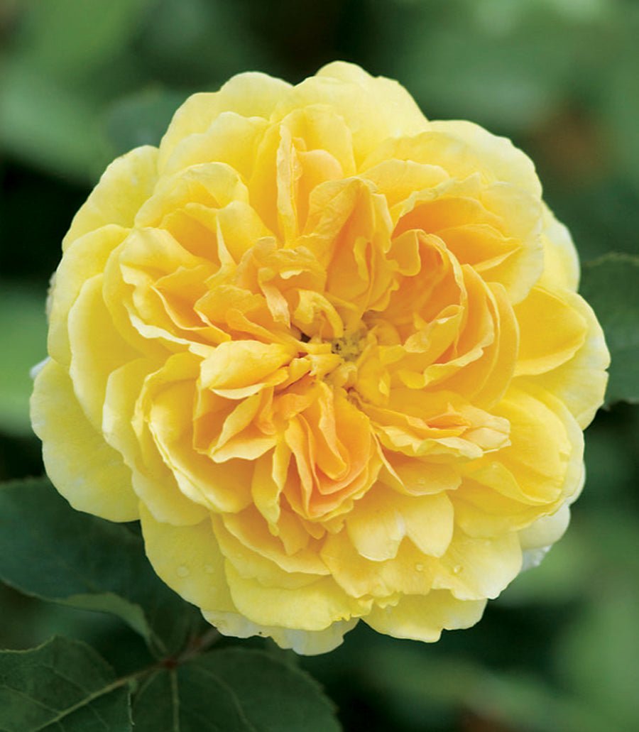 Molineux English Rose - LandscapeDirect