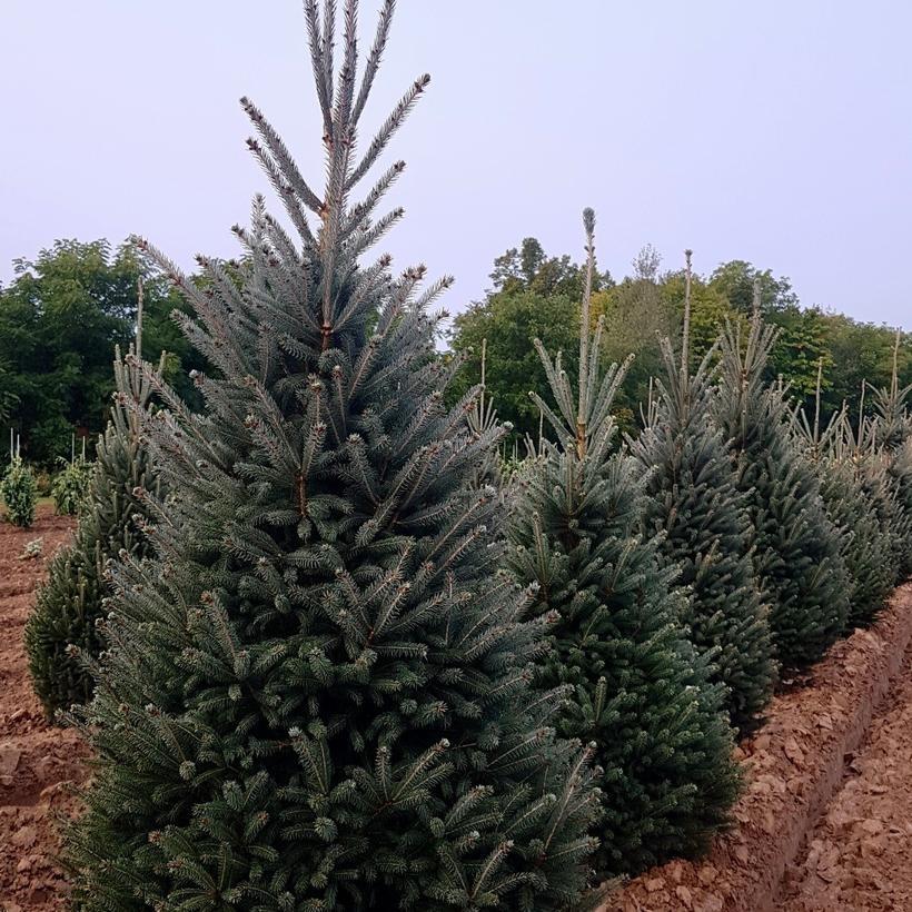 Montrose Charm White Spruce - LandscapeDirect