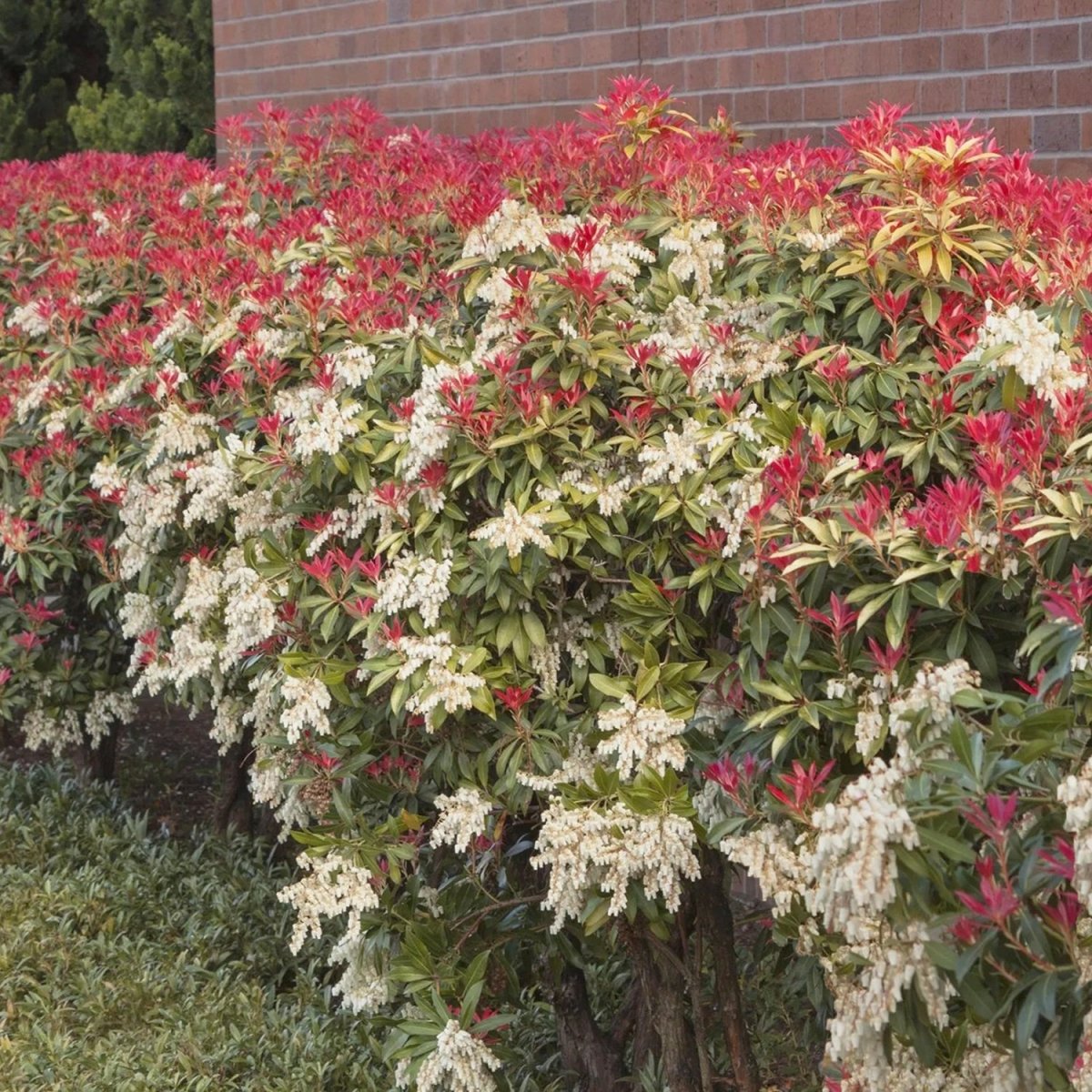 Mountain Fire Japanese Pieris - LandscapeDirect