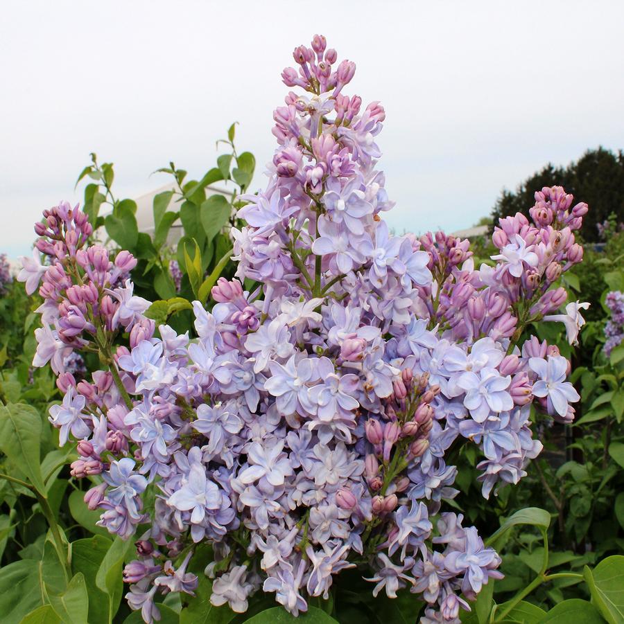 Nadezda Lilac - LandscapeDirect