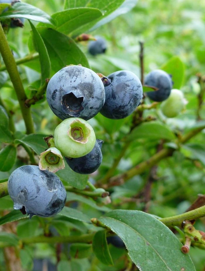 North Country Blueberry - LandscapeDirect