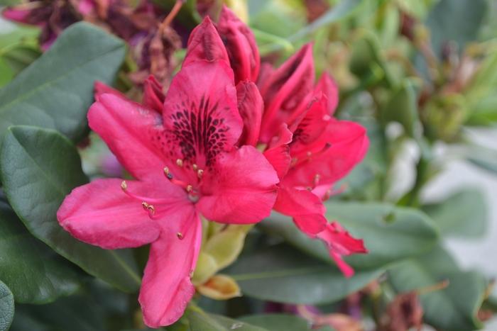 Nova Zembla Rhododendron - LandscapeDirect
