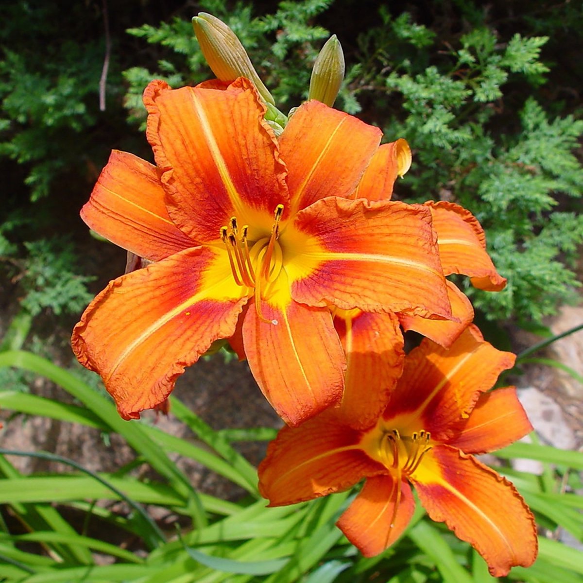 orange day lily flower Orange Daylily – LandscapeDirect