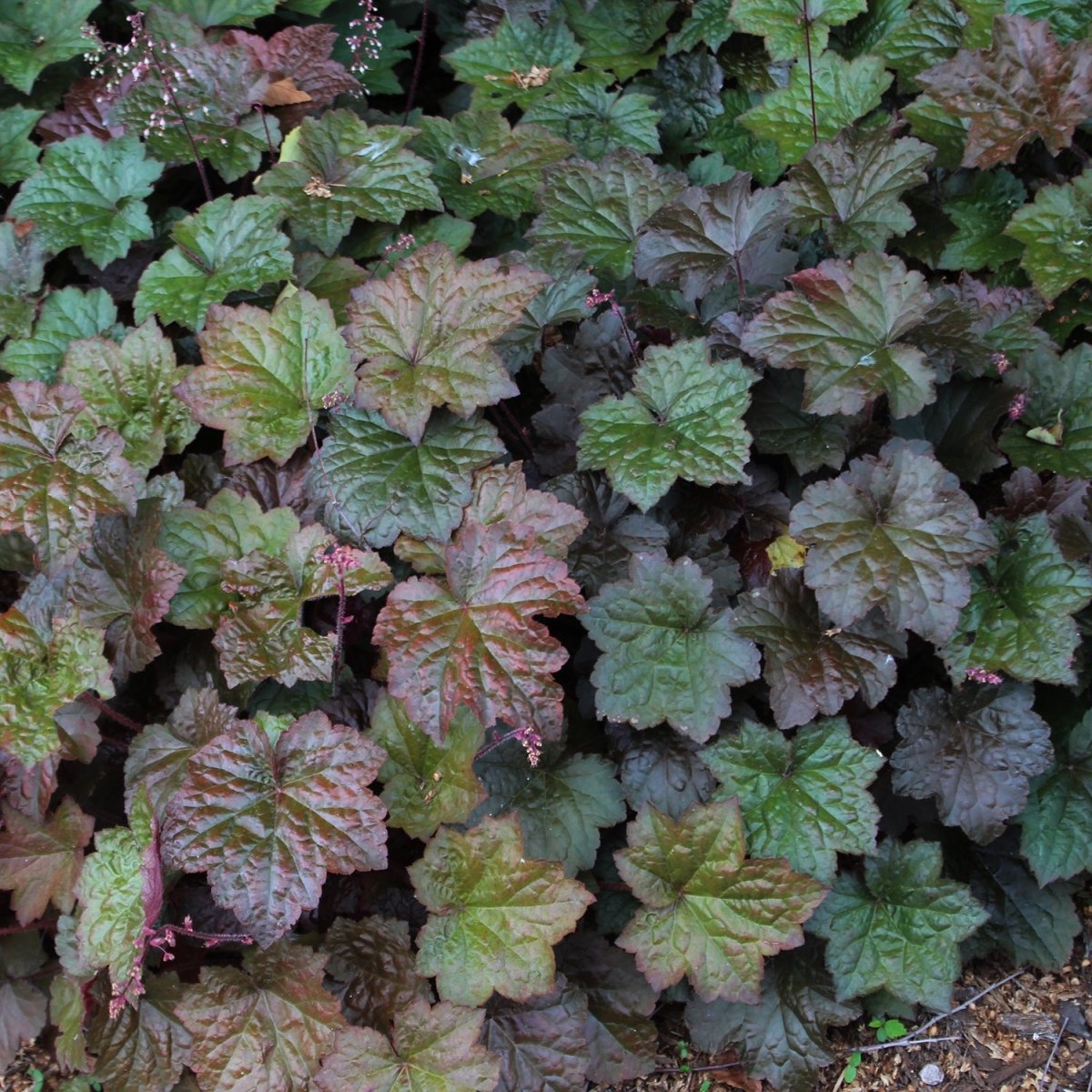 Palace Purple Coral Bells - LandscapeDirect
