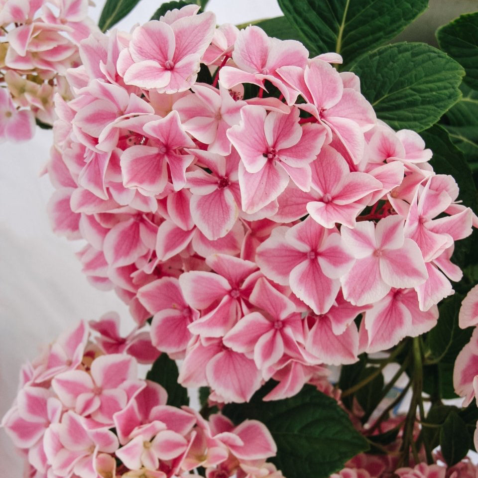 Peppermint Hydrangea – LandscapeDirect