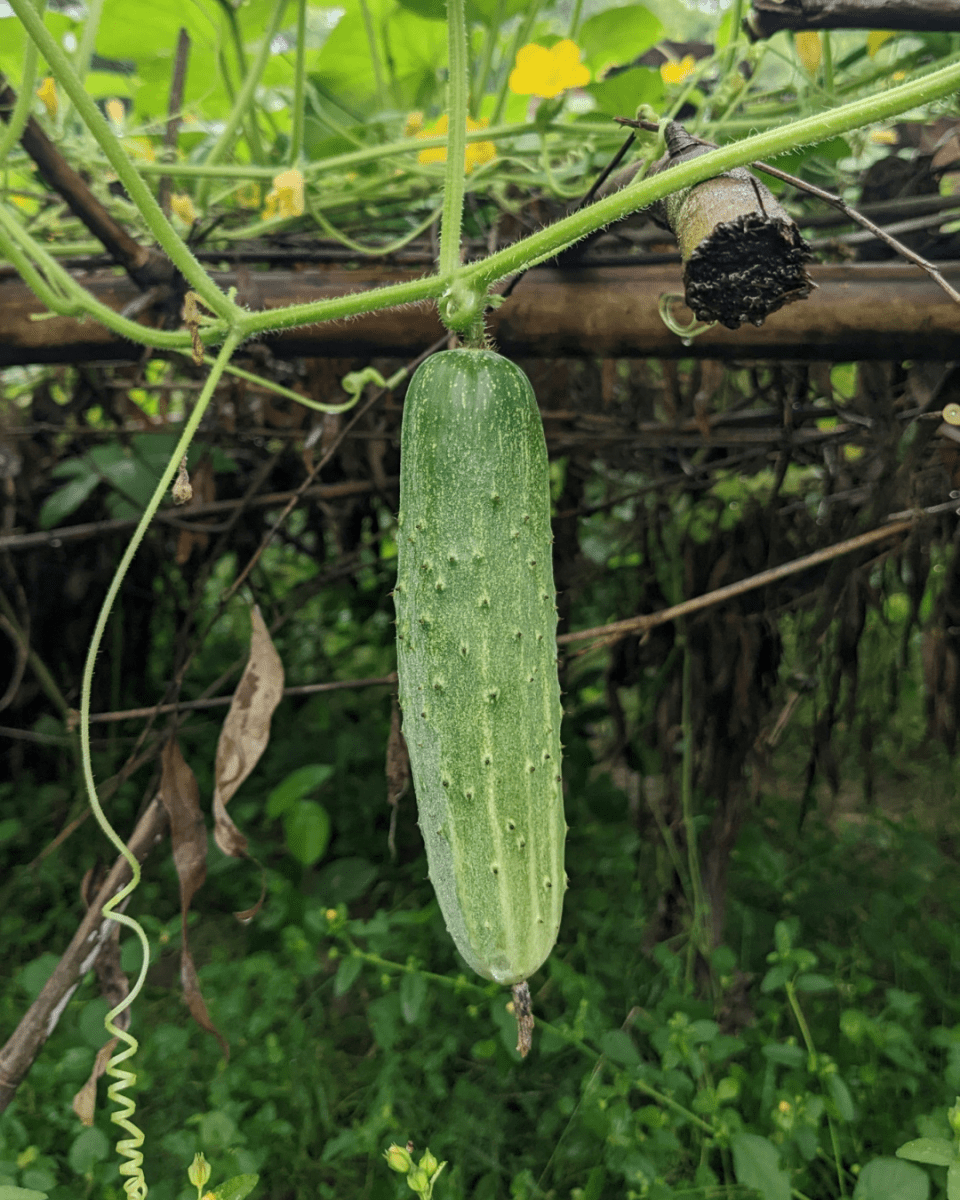Pickling Cucumber - LandscapeDirect