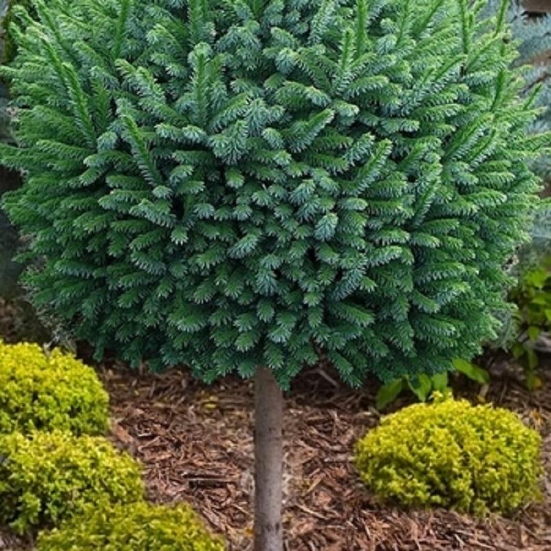 Pimoko Serbian Spruce - Standard - LandscapeDirect