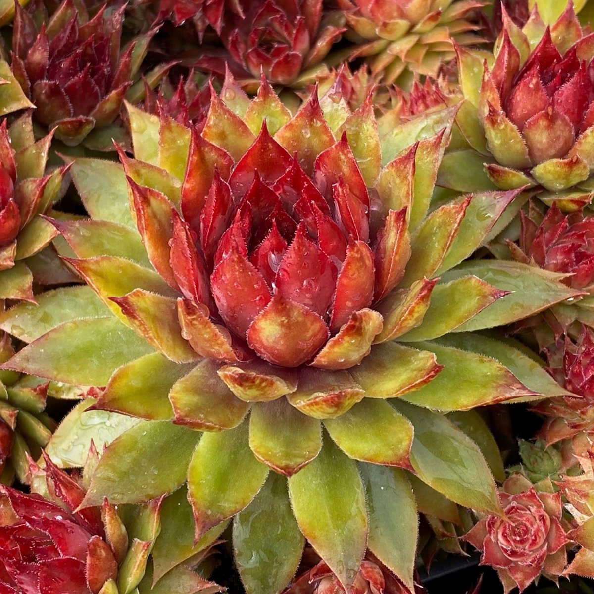 Pineapple Paradise Hens and Chicks - LandscapeDirect