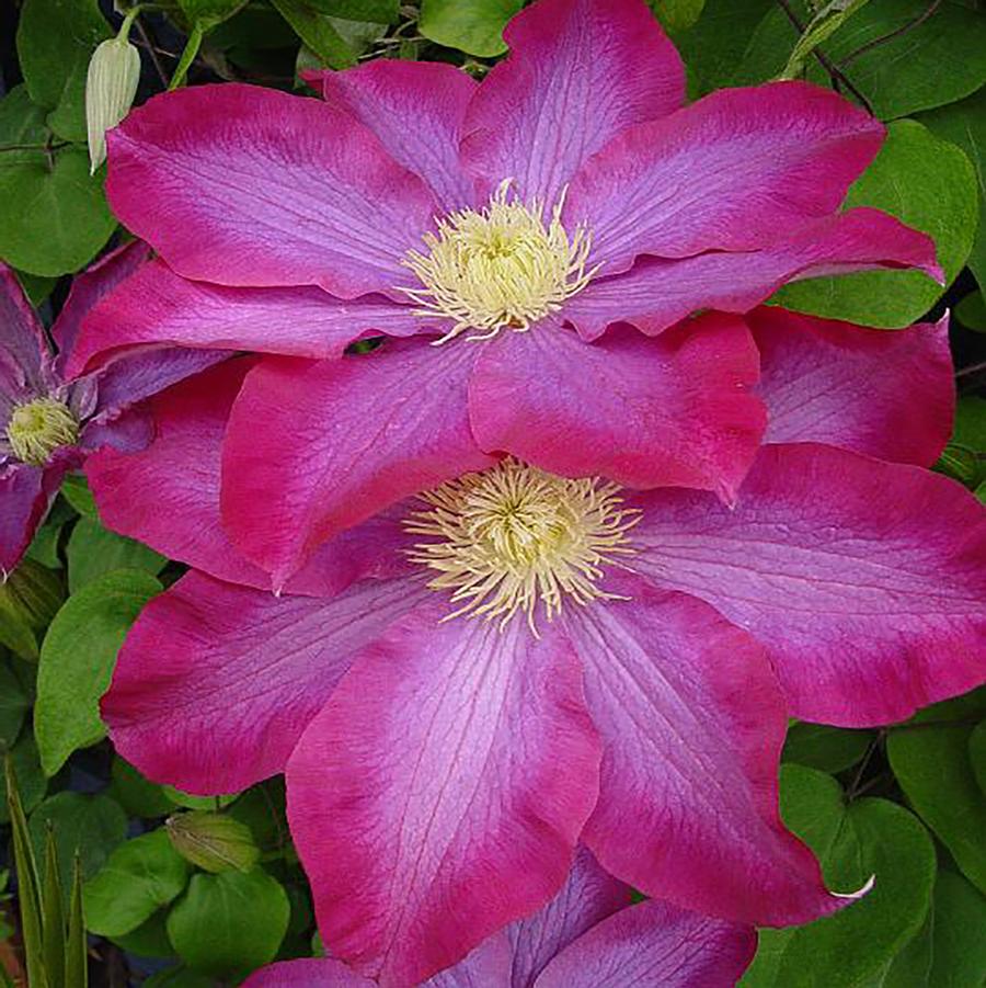 Pink Champagne Clematis - LandscapeDirect