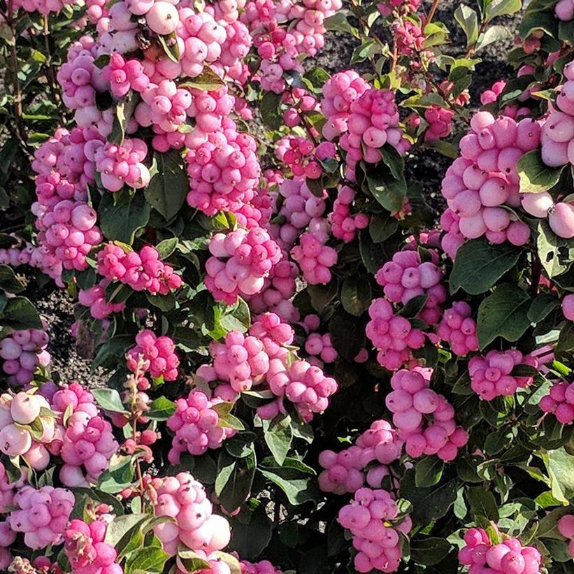 Pinky Promise Snowberry - LandscapeDirect