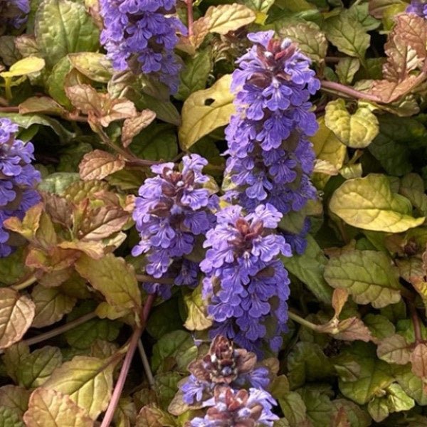 Pleasant Pheasant Bugleweed - LandscapeDirect