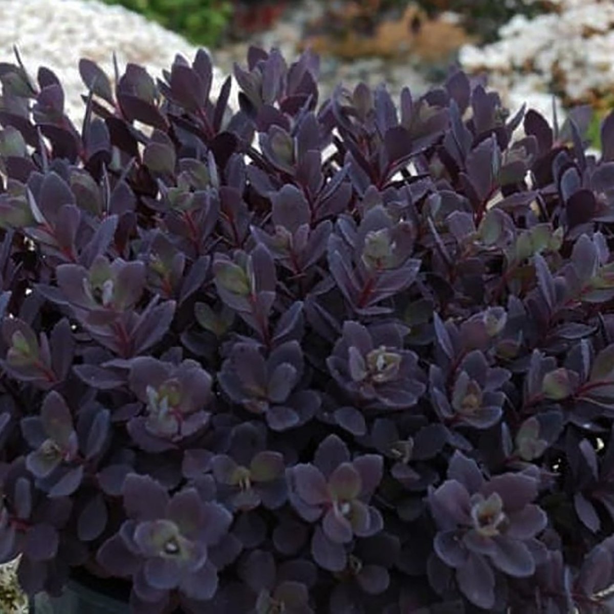 Plum Dazzled Stonecrop - LandscapeDirect